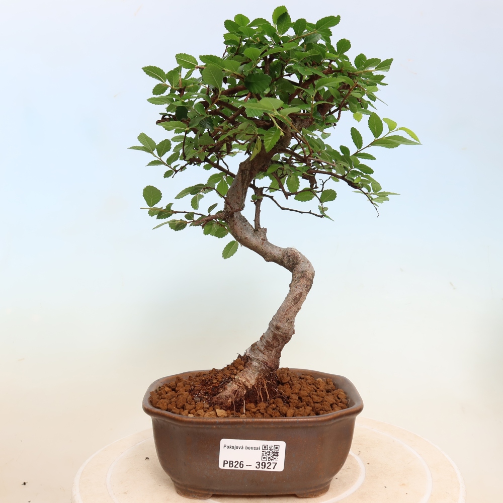 Kamerbonsai - Ulmus parvifolia - Winteriep