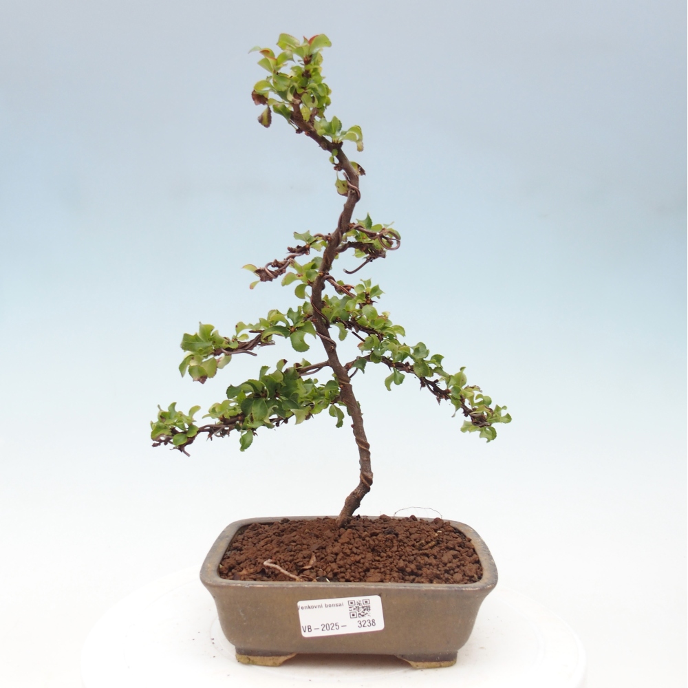 Bonsai voor buiten - Chaneomeles s. Red Joy - Kweepeer