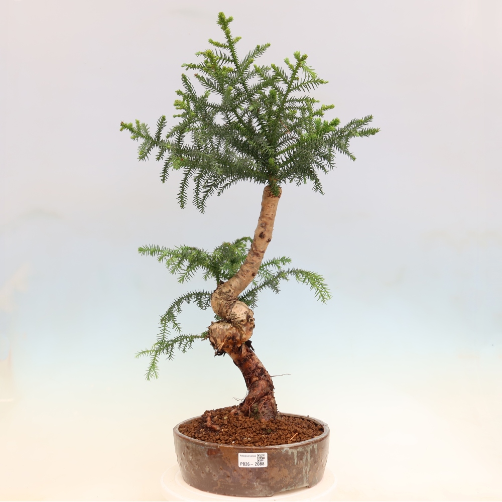 Kamerbonsai - Araucaria - kamer spar