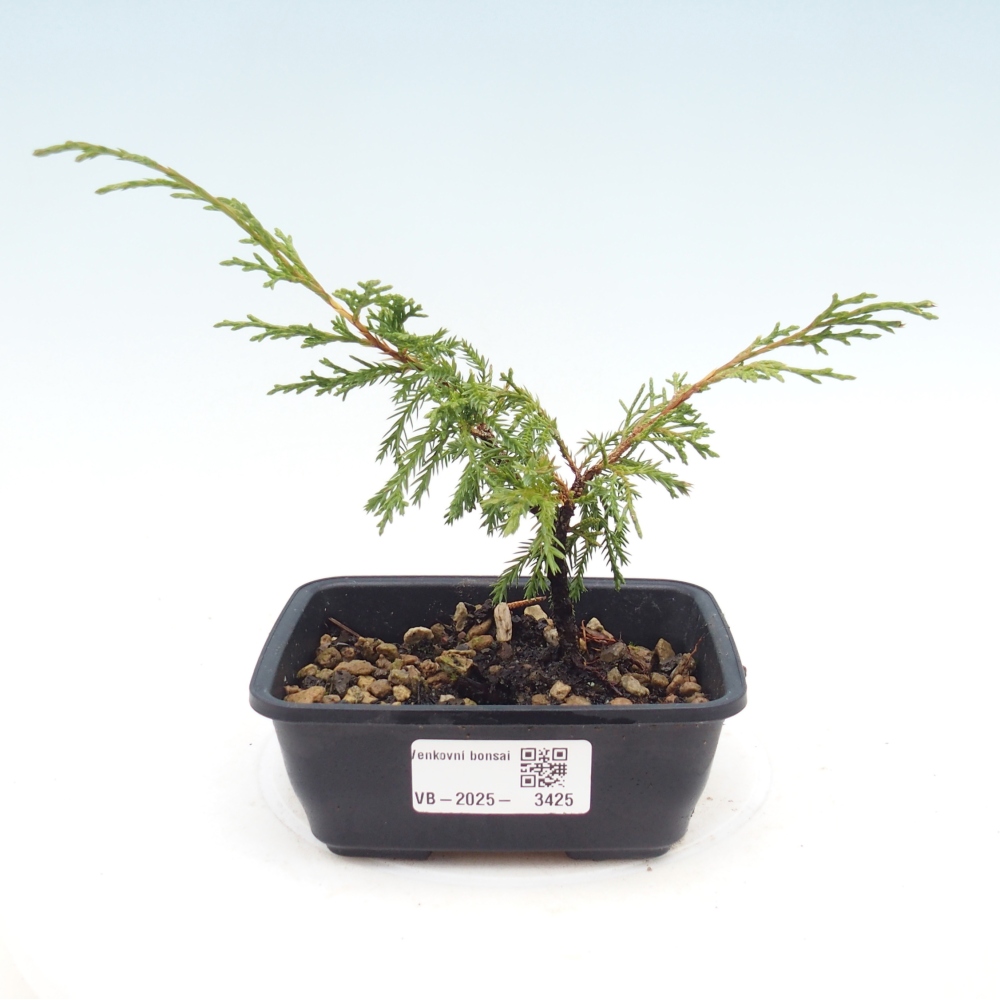 Bonsai voor buiten - Juniperus chinensis Itoigawa