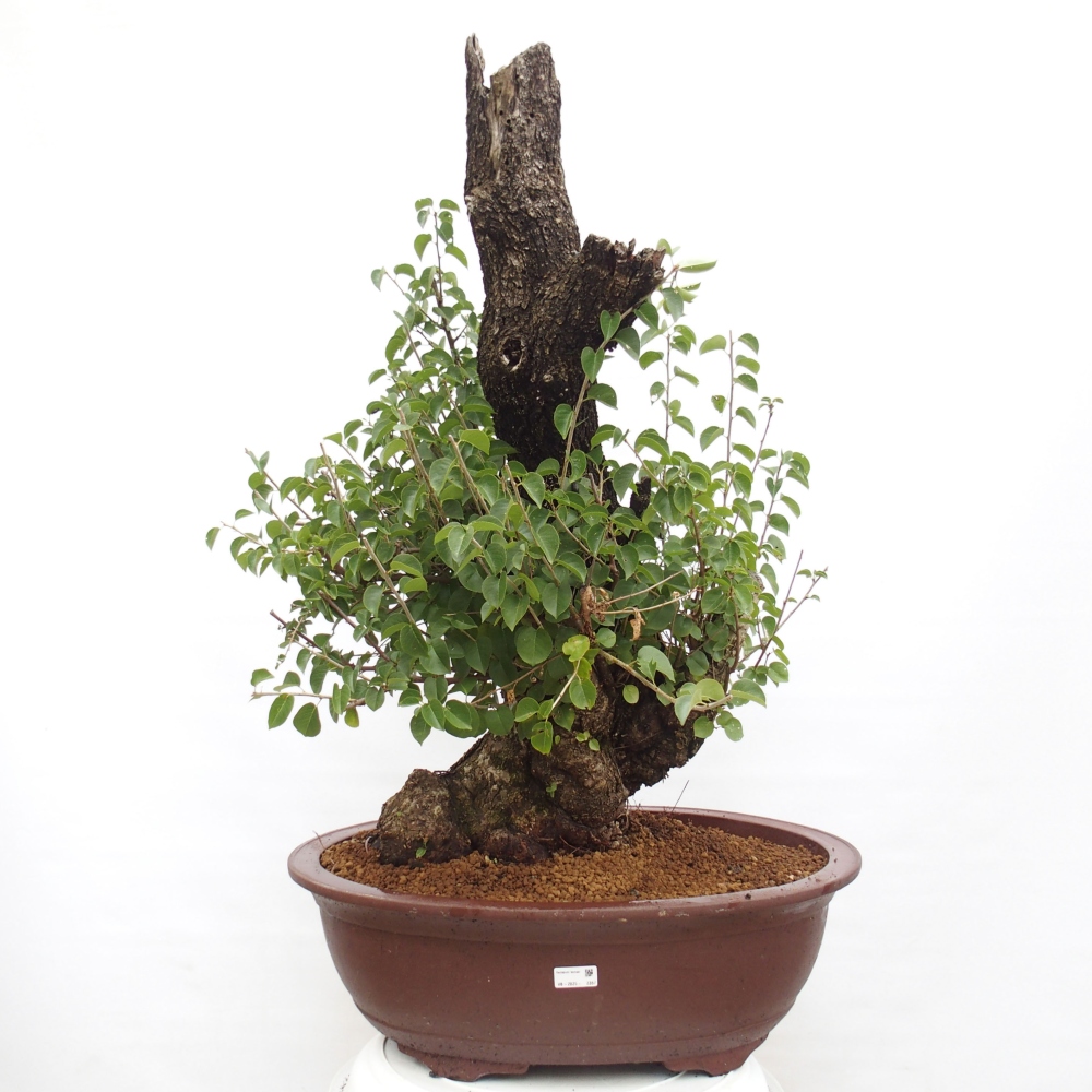 Bonsai voor buiten - Mahalebka - Prunus mahaleb
