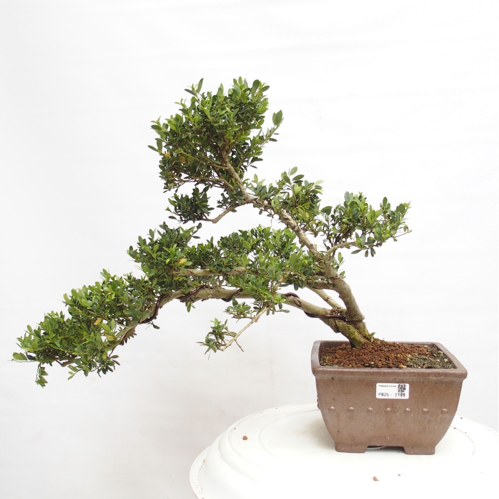 Kamerbonsai - Ilex crenata - Hulst
