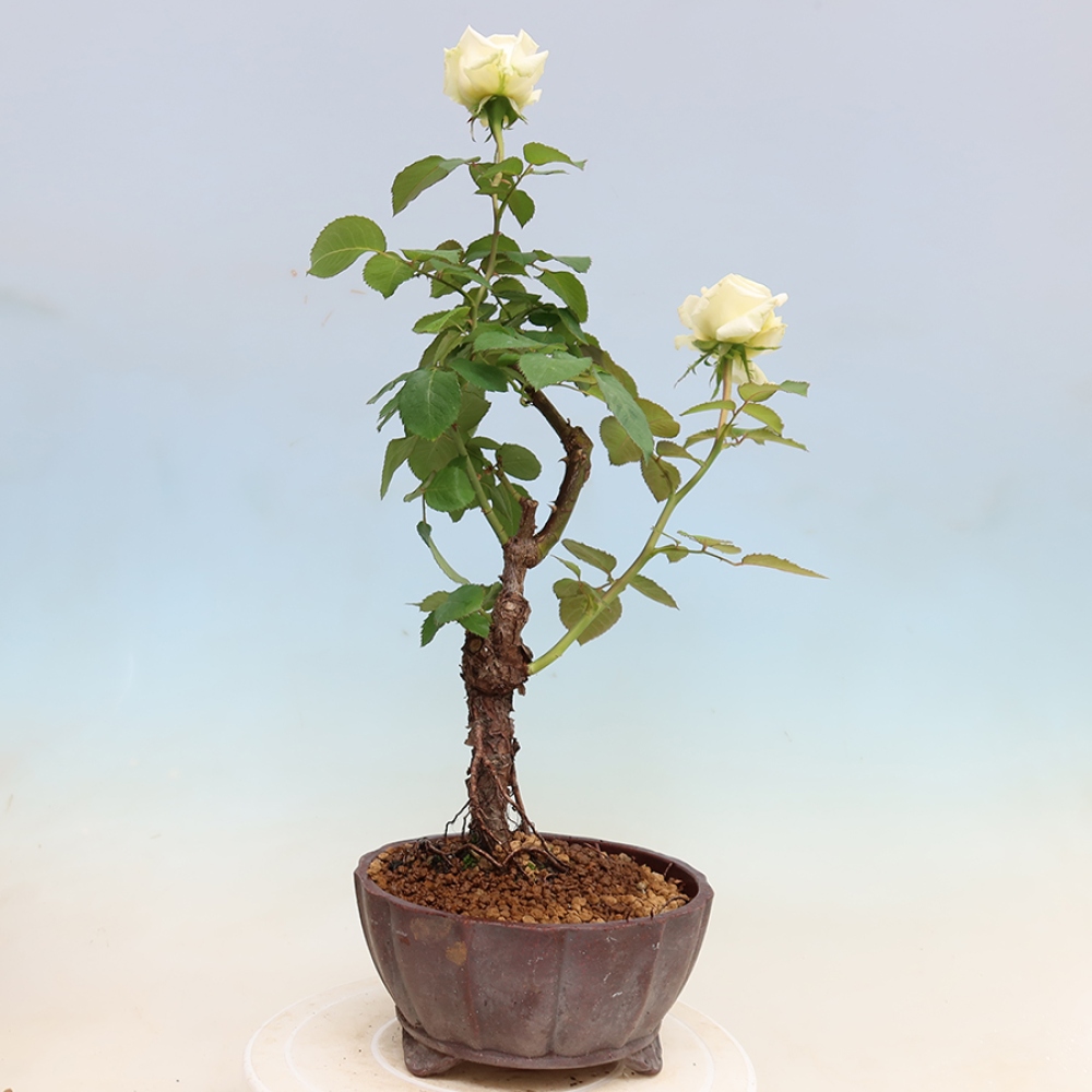 Bonsai voor buiten - Rosa Kordes - roos
