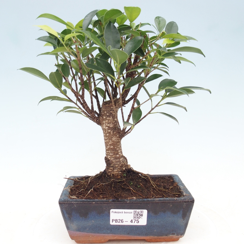 Kamerbonsai - Ficus retusa - kleinbladige ficus