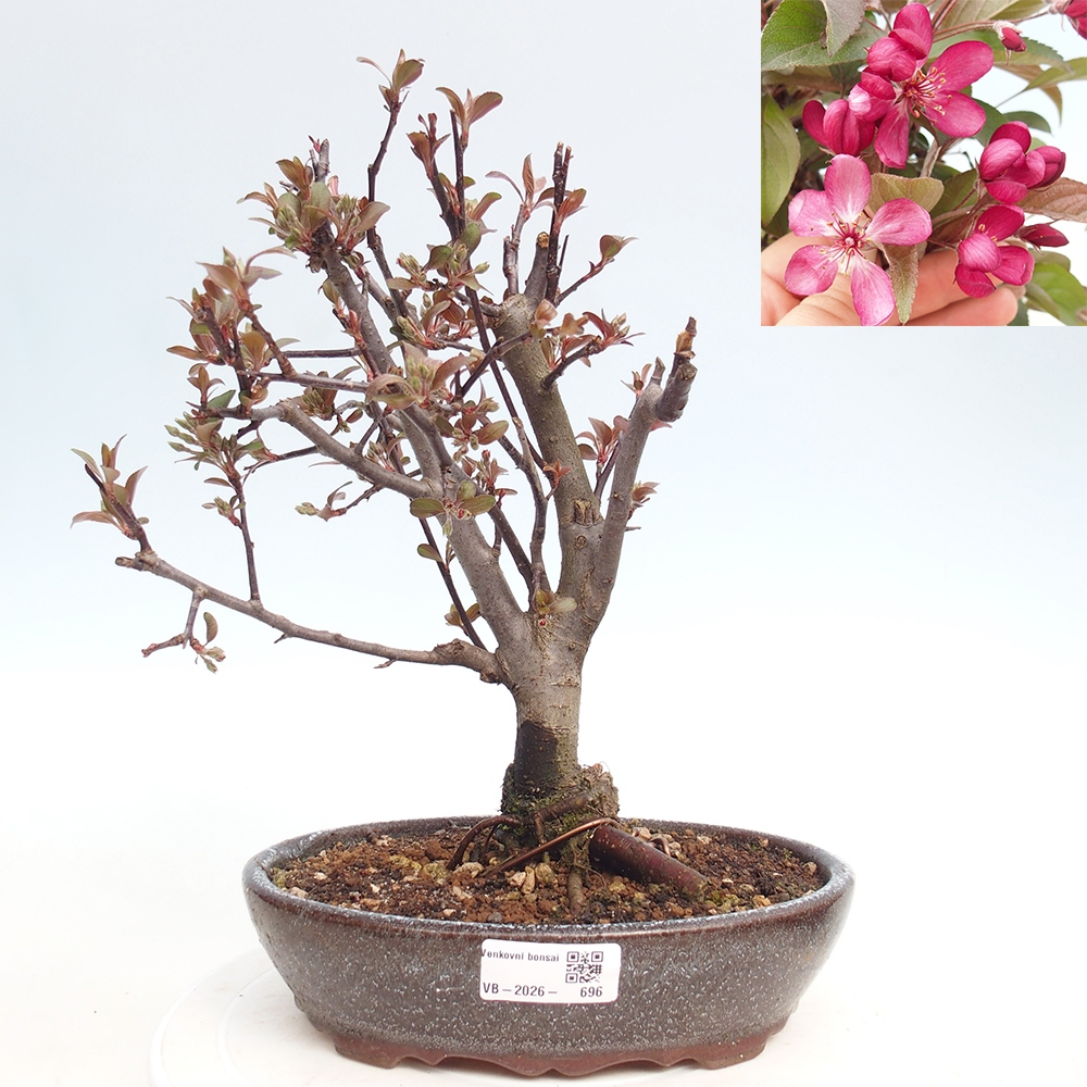 Bonsai voor buiten -Malus domestica - Roodbladige appelboom met kleine vruchten