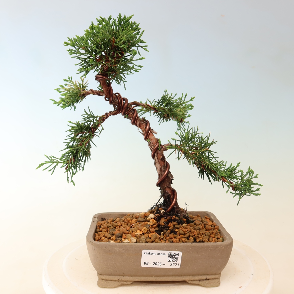 Bonsai voor buiten - Juniperus chinensis Kishu