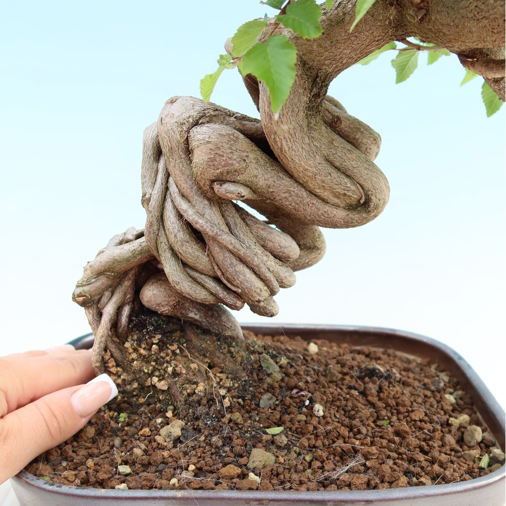Bonsai voor buiten -Carpinus Coreana - Koreaanse haagbeuk
