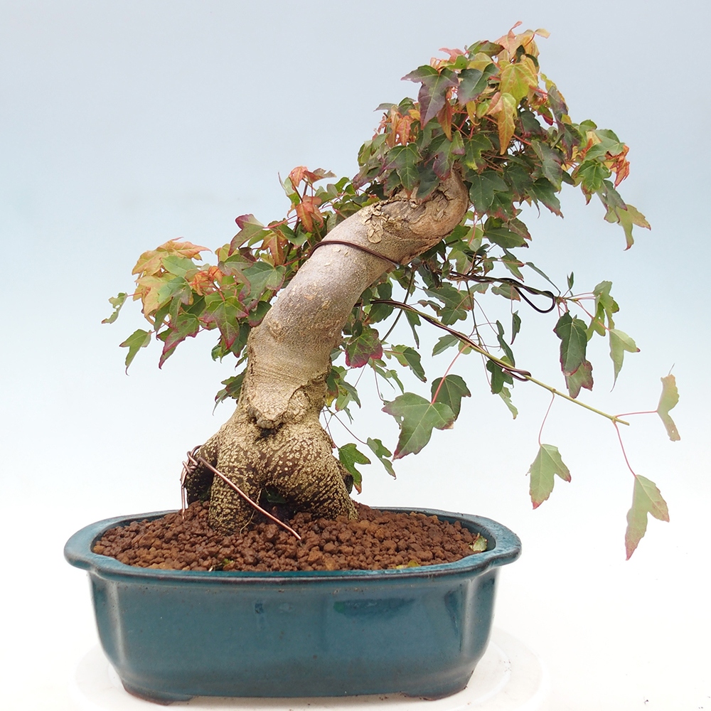Bonsai voor buiten - Acer Buergerianum - Burgeresdoorn