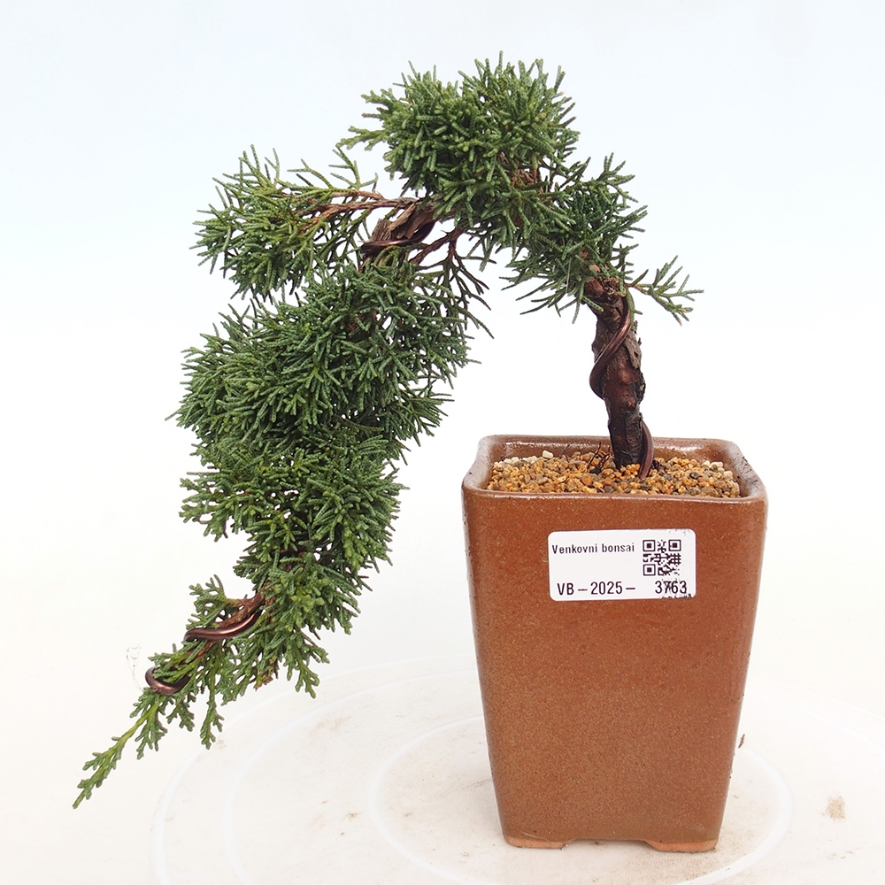 Bonsai voor buiten - Juniperus chinensis Kishu