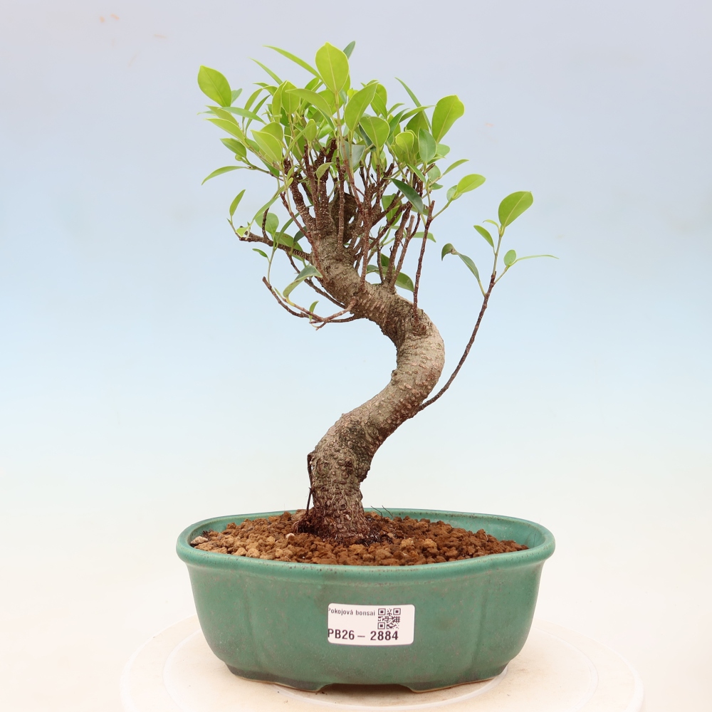 Kamerbonsai - Ficus kimmen - kleinbladige ficus