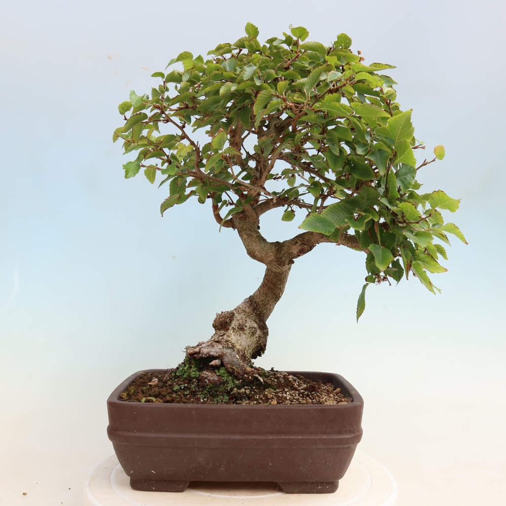 Bonsai voor buiten -Carpinus CARPINOIDES - Koreaanse haagbeuk