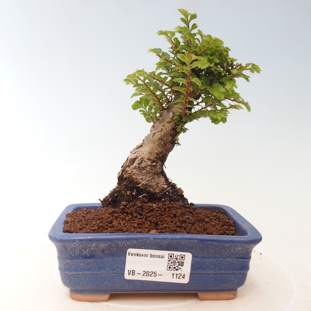 Bonsai voor buiten - Ulmus parvifolia Sagei - Kleinbladige iep