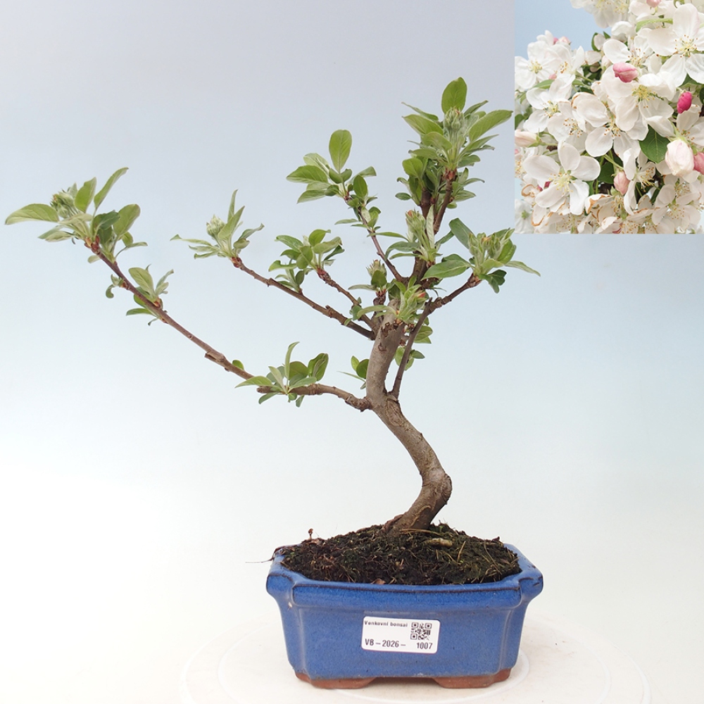 Bonsai voor buiten -Malus halliana - Appelboom met kleine vruchten