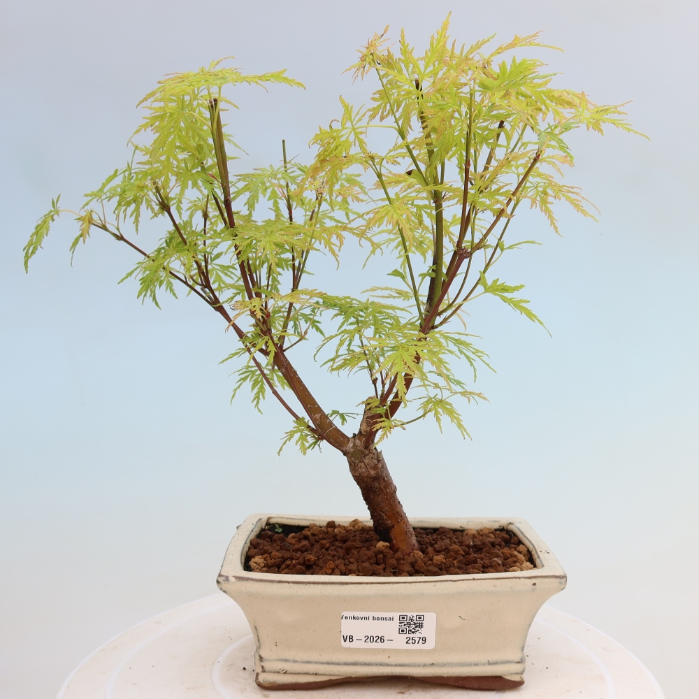 Bonsai voor buiten - Acer palmatum Dissectum
