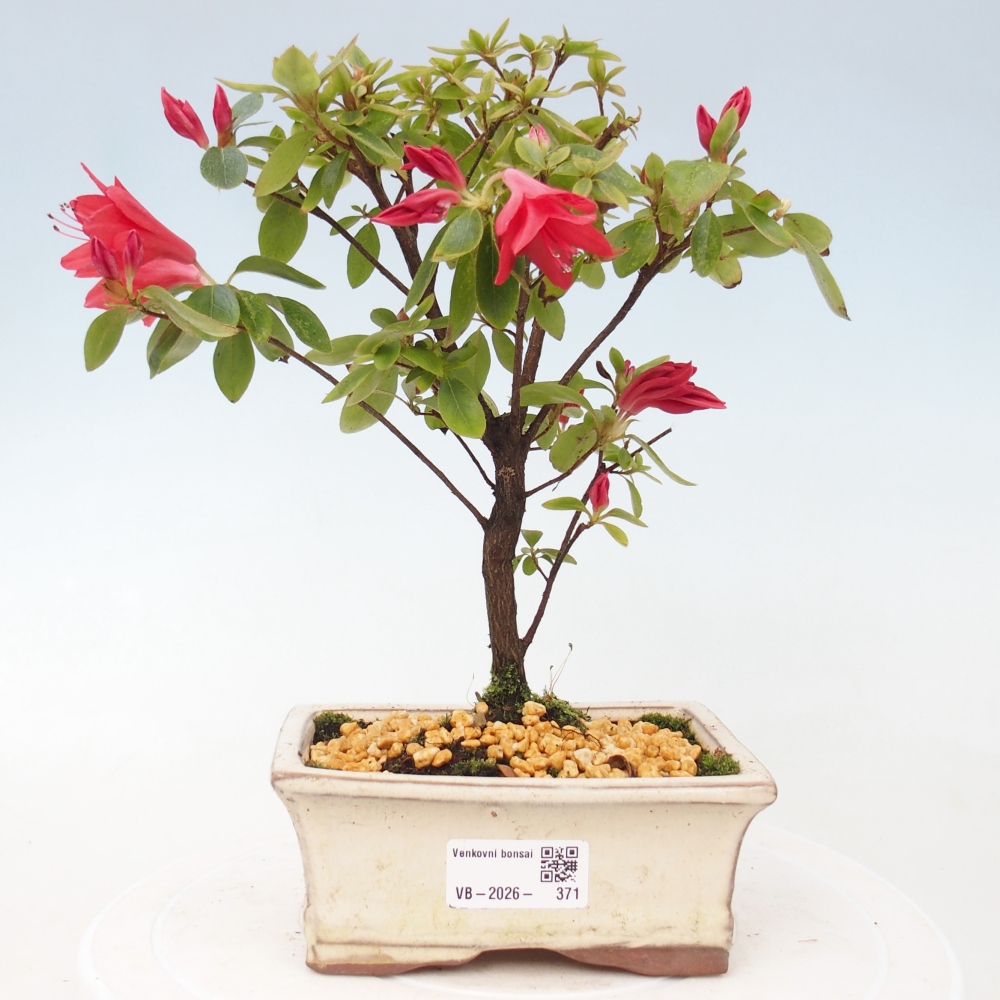 Bonsai voor buiten - Japanse azalea - Azalea sp.