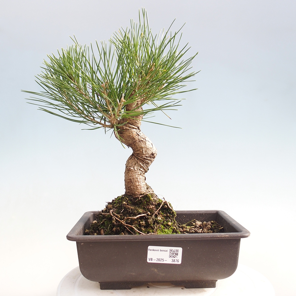 Bonsai voor buiten - Pinus thunbergii - Thunberg den