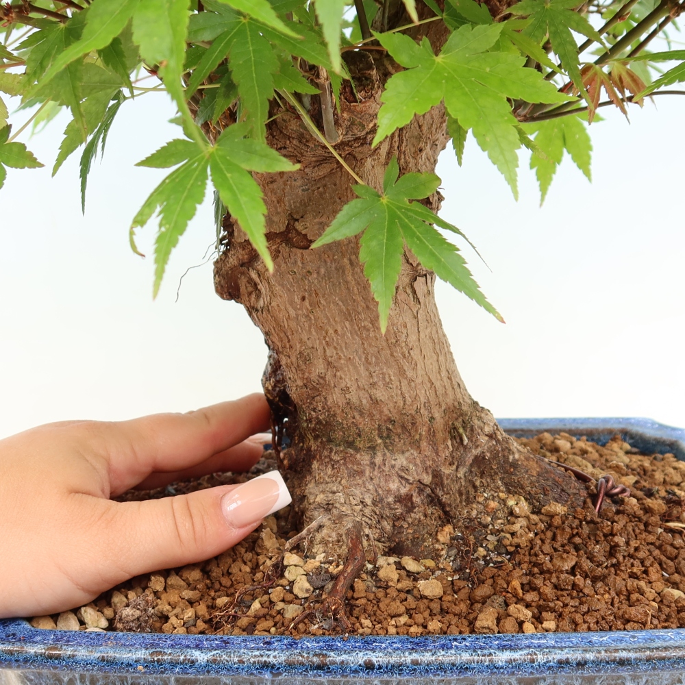 Bonsai voor buiten - Esdoorn Burger - Acer Burgerianum