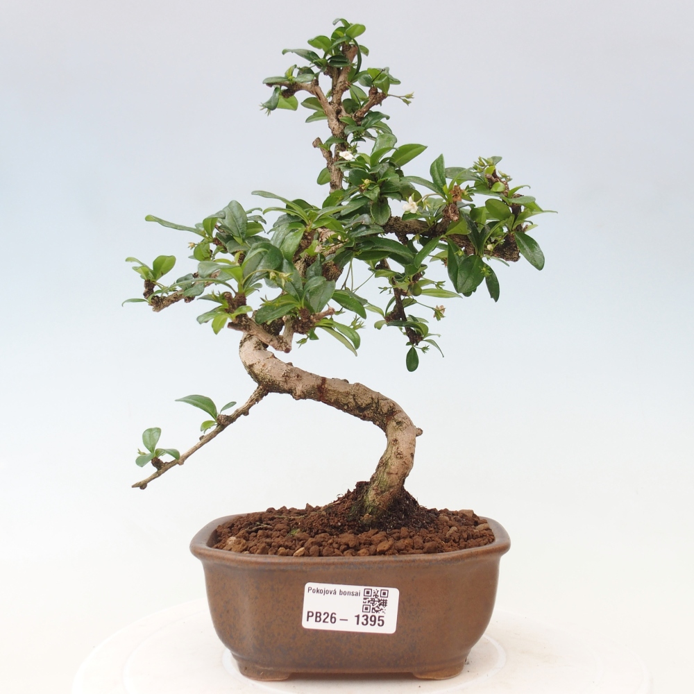 Kamerbonsai - Carmona macrophylla - Thee fuki