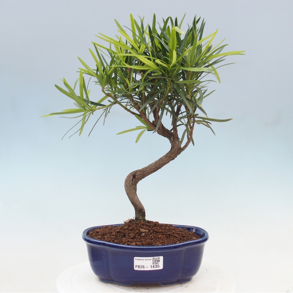 Kamerbonsai - Podocarpus - Taxus