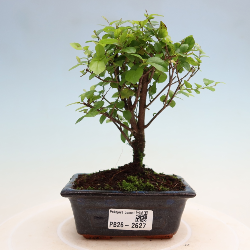 Kamerbonsai - Sageretia thea - Sageretia thea