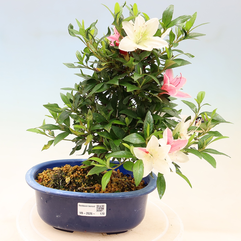 Bonsai voor buiten - Japanse azalea - Azalea CHIHIRO