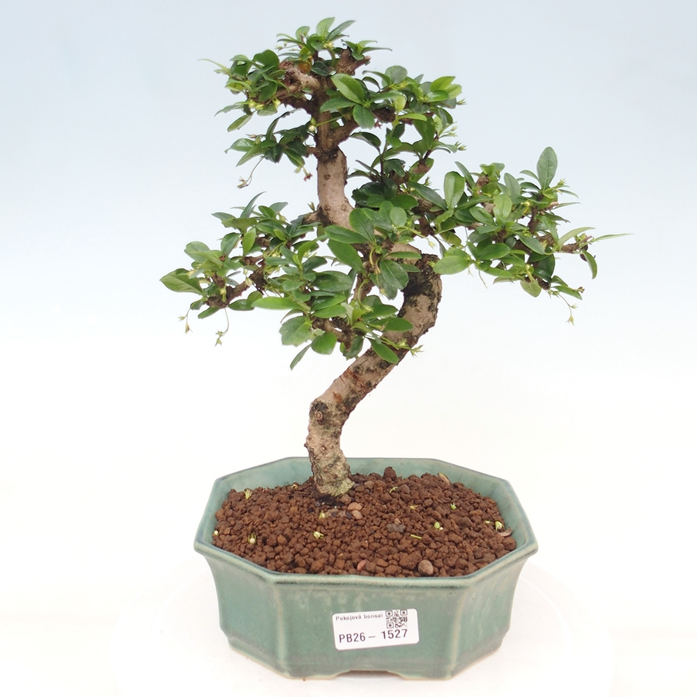 Kamerbonsai - Carmona macrophylla - Thee fuki