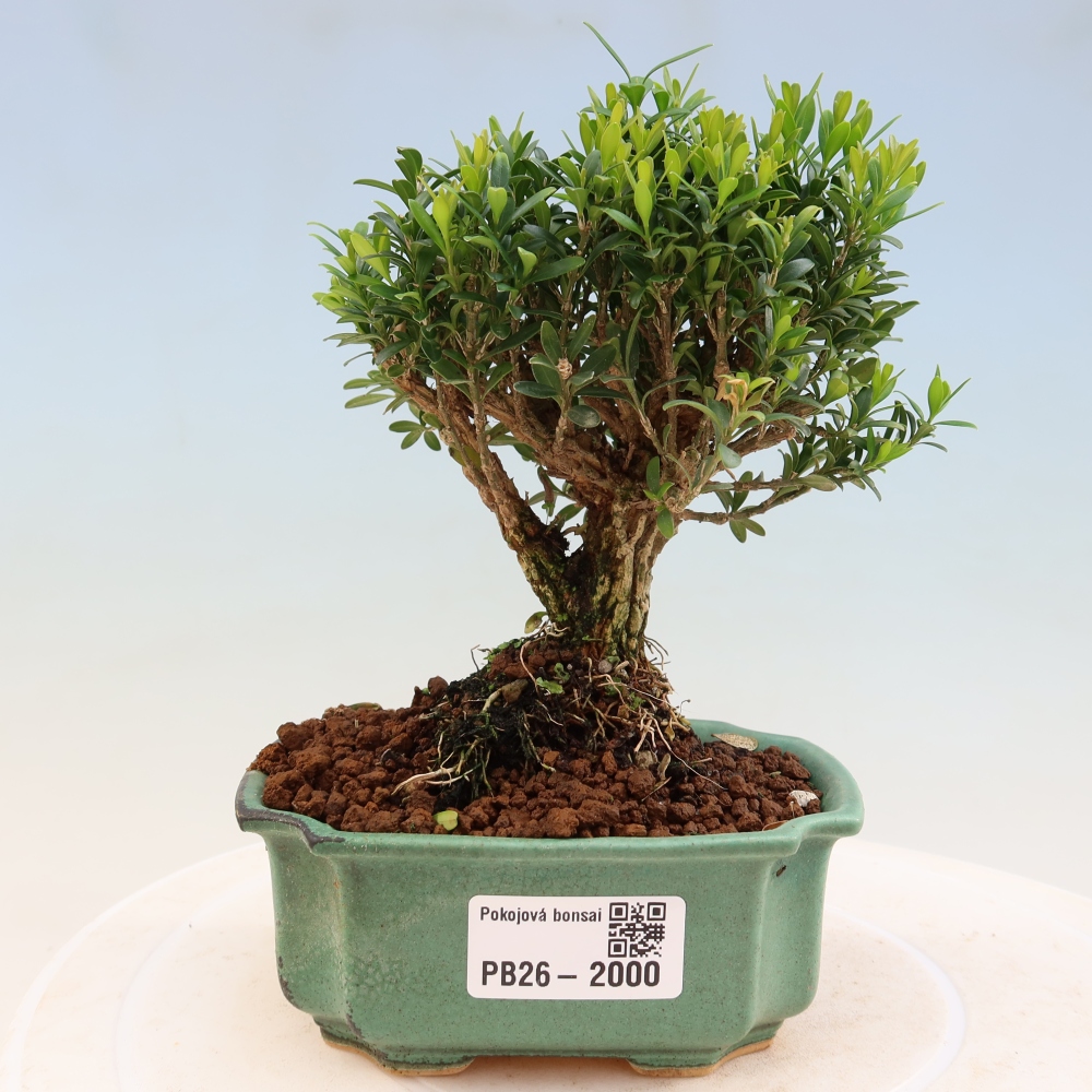 Kamerbonsai - Buxus harlandii - kurk buxus