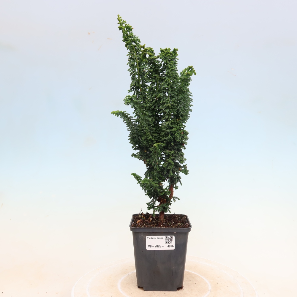 Bonsai voor buiten - Cham. obtusa SEKKA HINOKI - Cipres