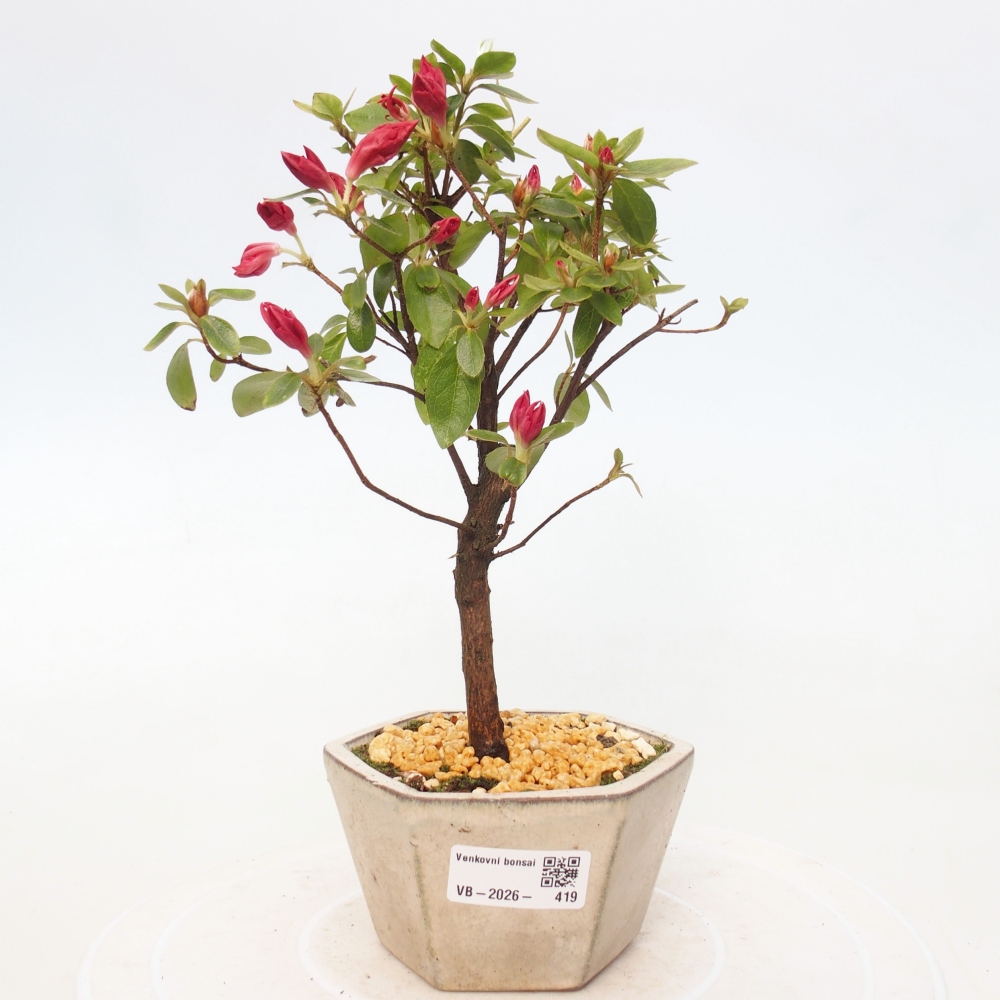 Bonsai voor buiten - Japanse azalea - Azalea sp.
