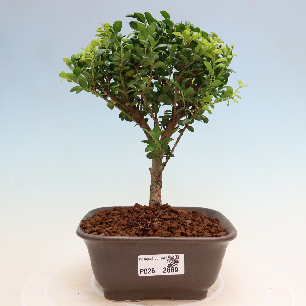 Kamerbonsai - Ilex crenata - Hulst