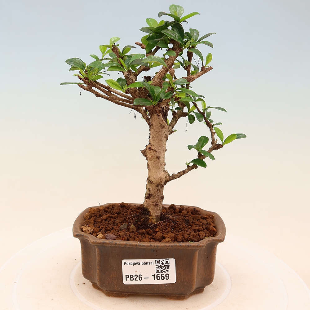 Kamerbonsai - Carmona macrophylla - Thee fuki