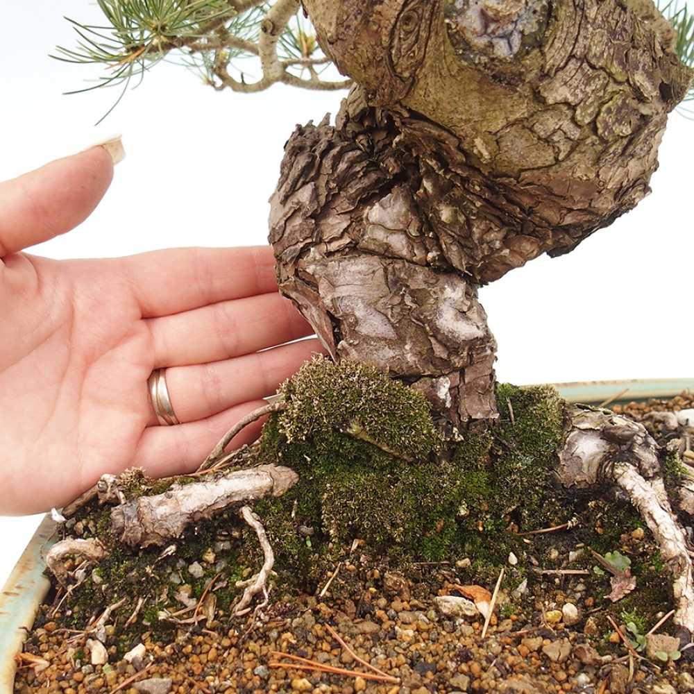 Bonsai voor buiten - Pinus parviflora - Pinus parviflora