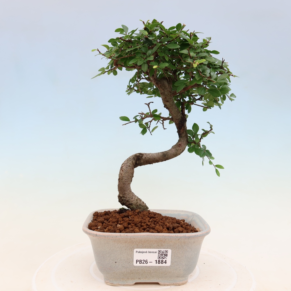 Kamerbonsai - Ulmus parvifolia - Winteriep