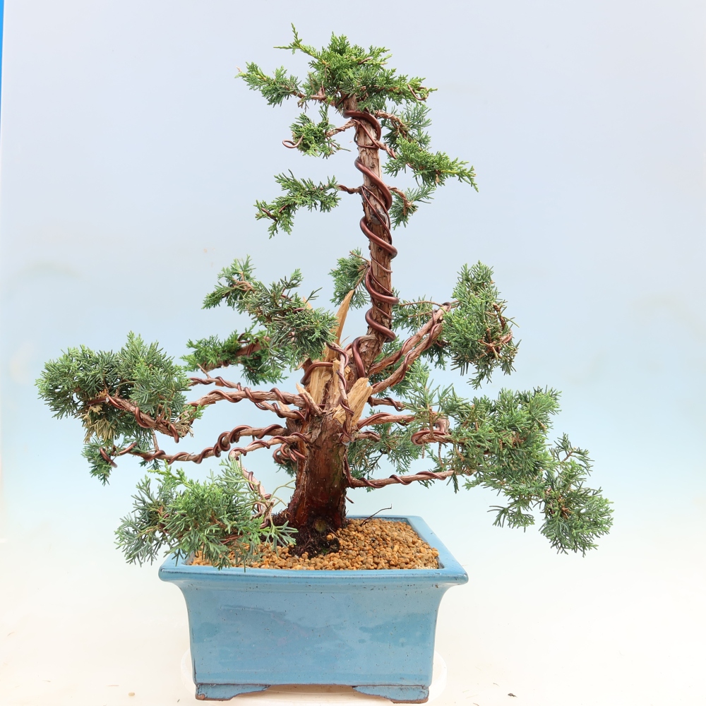 Bonsai voor buiten - Juniperus chinensis Kishu
