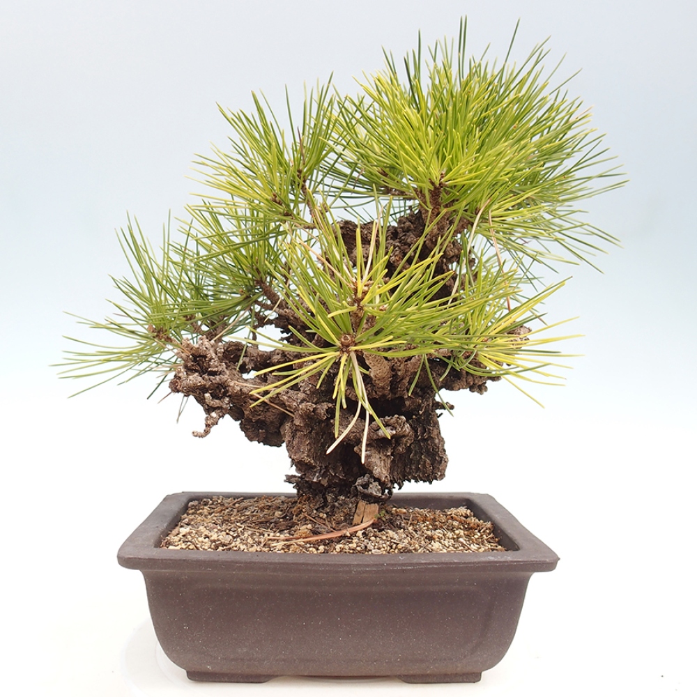 Bonsai voor buiten - Pinus thunbergii - Thunberg den