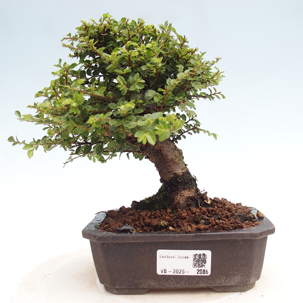 Bonsai voor buiten - Ulmus parvifolia Hokkaido - Chinese iep