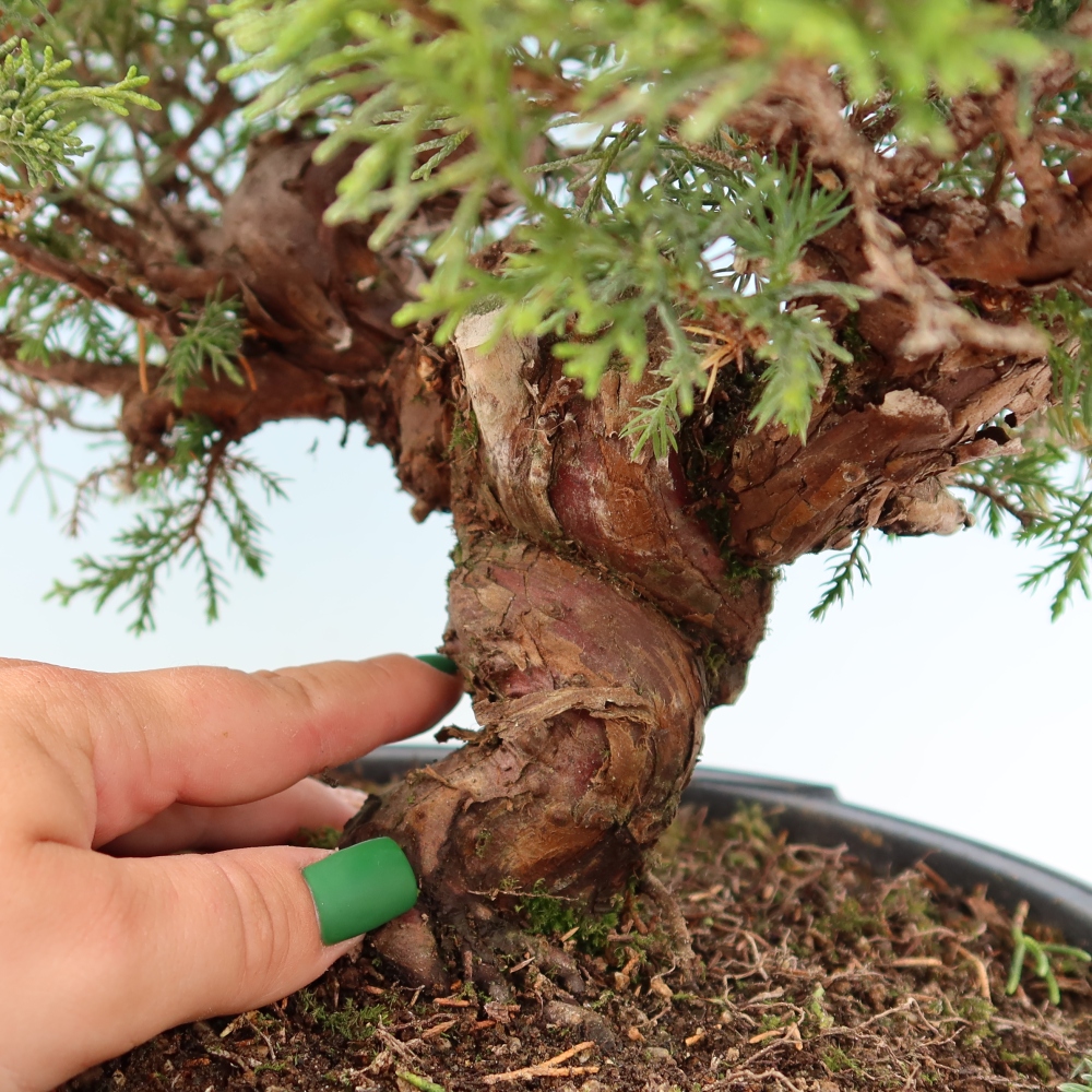 Bonsai voor buiten - Juniperus chinensis Itoigawa-Juniperus chinensis