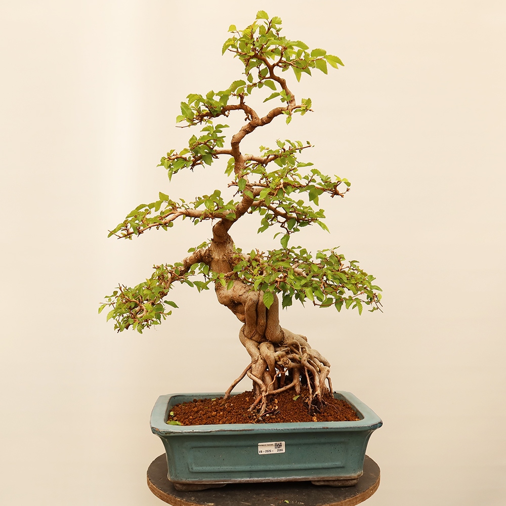 Bonsai voor buiten -Carpinus Coreana - Koreaanse haagbeuk
