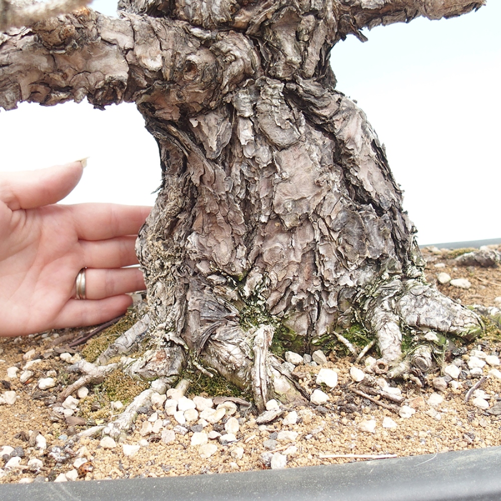 Bonsai voor buiten - Pinus thunbergii - Thunberg den