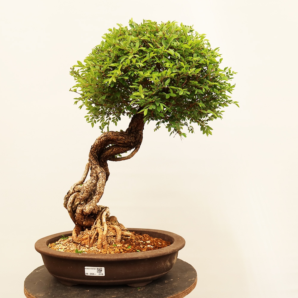 Bonsai voor buiten - Zelkova - Zelkova NIRE