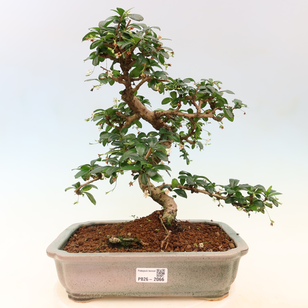 Kamerbonsai - Carmona macrophylla - Thee fuki