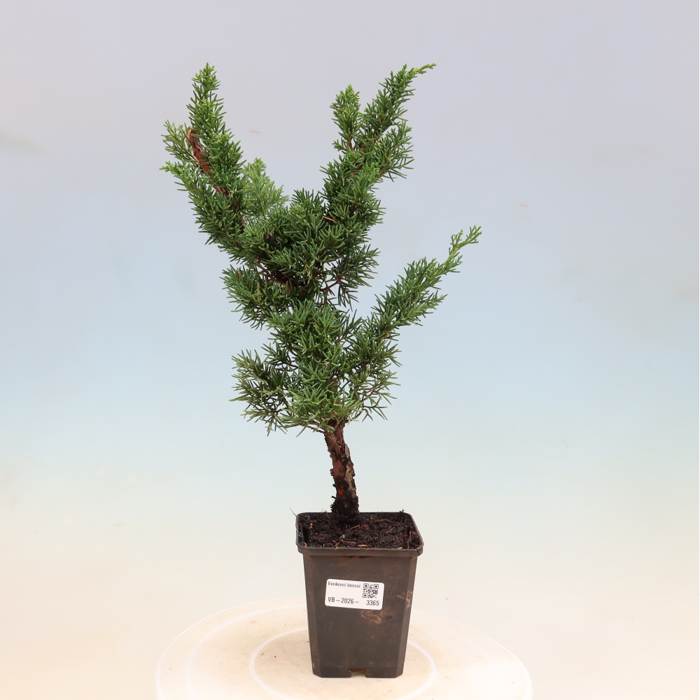 Bonsai voor buiten - Juniperus chinensis Kishu