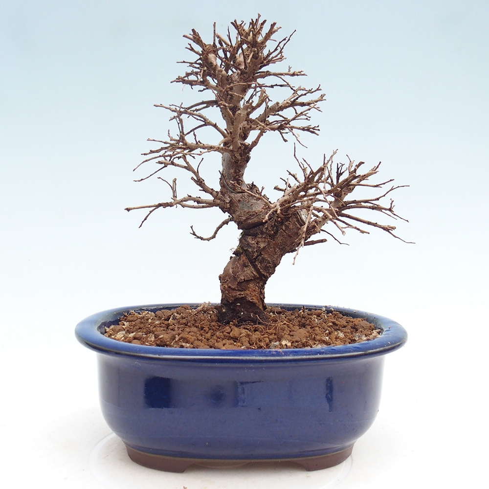 Bonsai voor buiten - Zelkova - Zelkova NIRE
