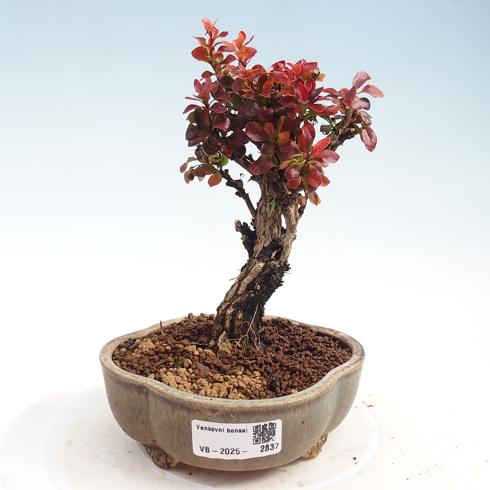 Bonsai voor buiten - Berberis Thunbergii Bagatelle