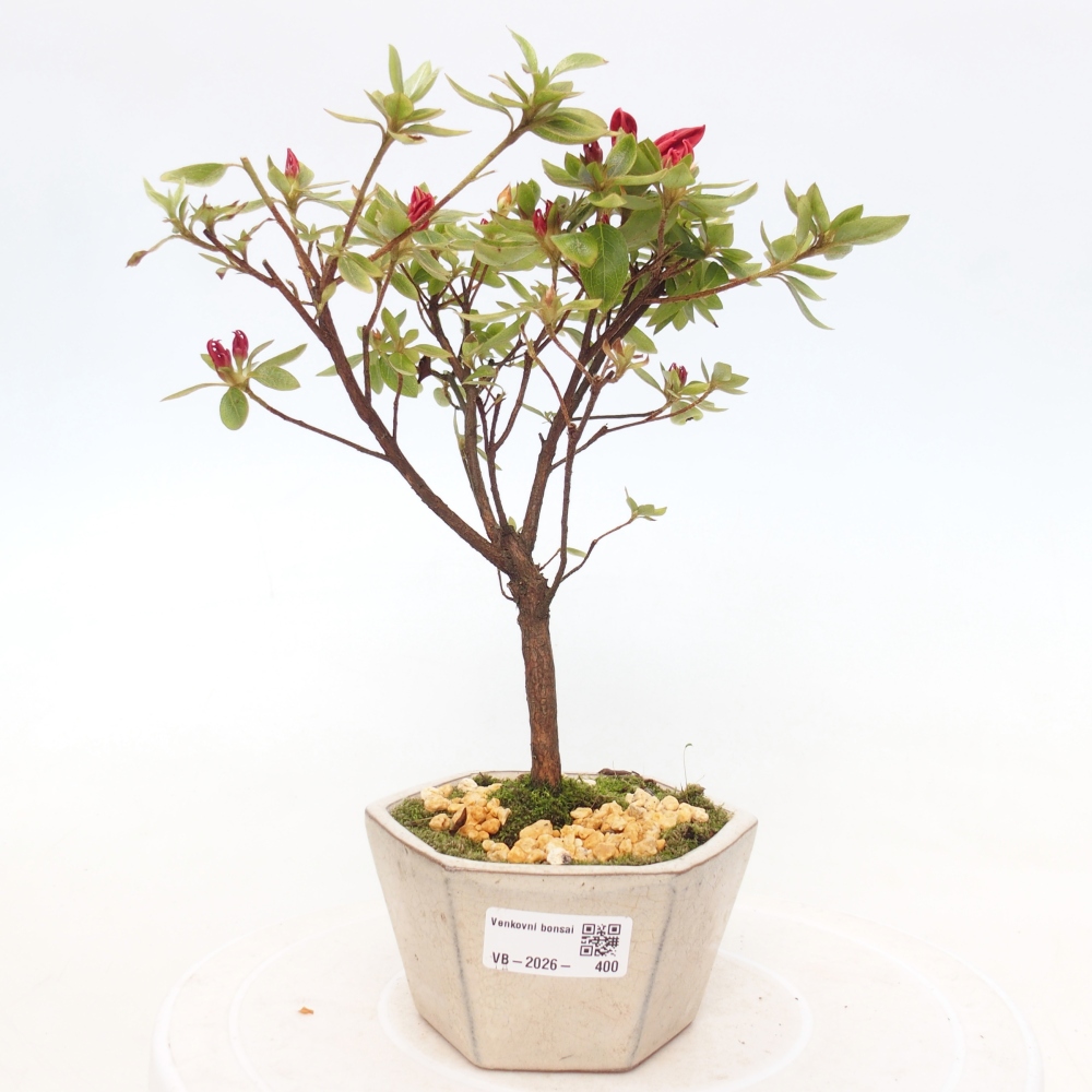 Bonsai voor buiten - Japanse azalea - Azalea sp.