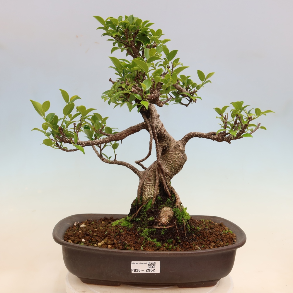 Kamerbonsai - Ficus kimmen - kleinbladige ficus