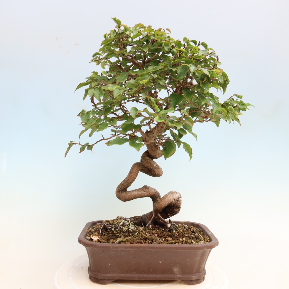 Bonsai voor buiten -Carpinus CARPINOIDES - Koreaanse haagbeuk
