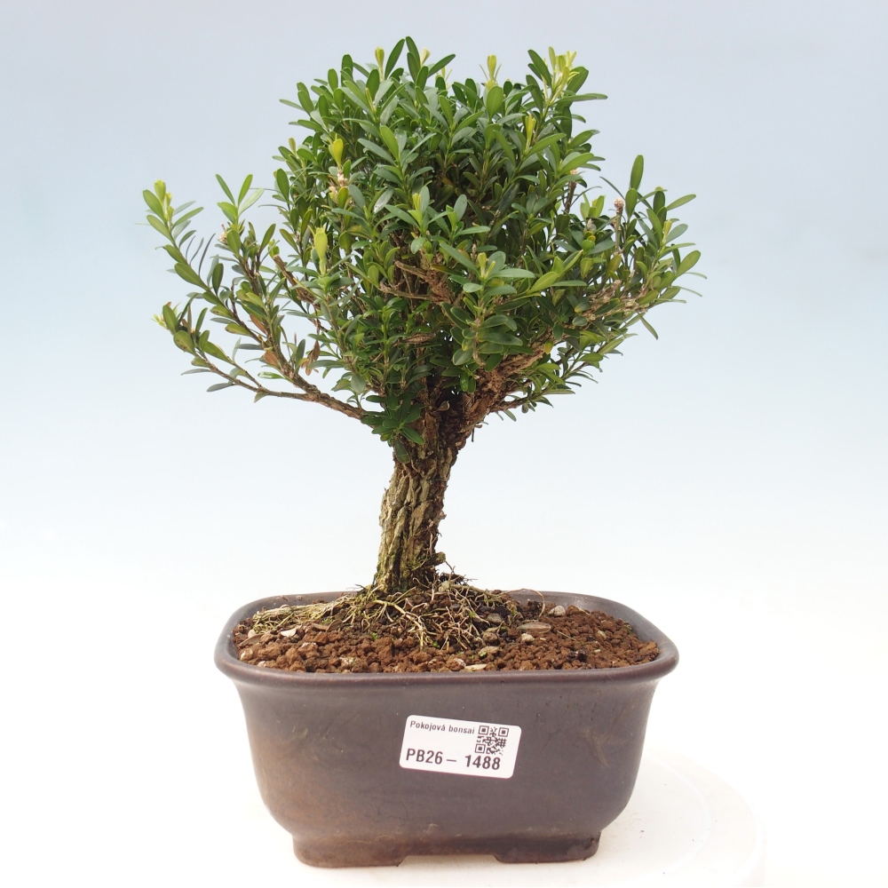 Kamerbonsai - Buxus harlandii - kurk buxus