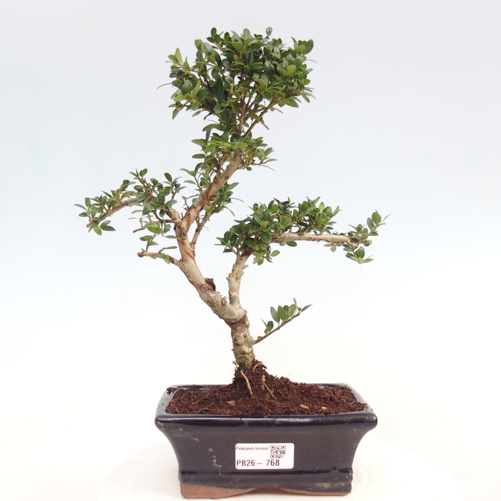Kamerbonsai - Ilex crenata - Hulst
