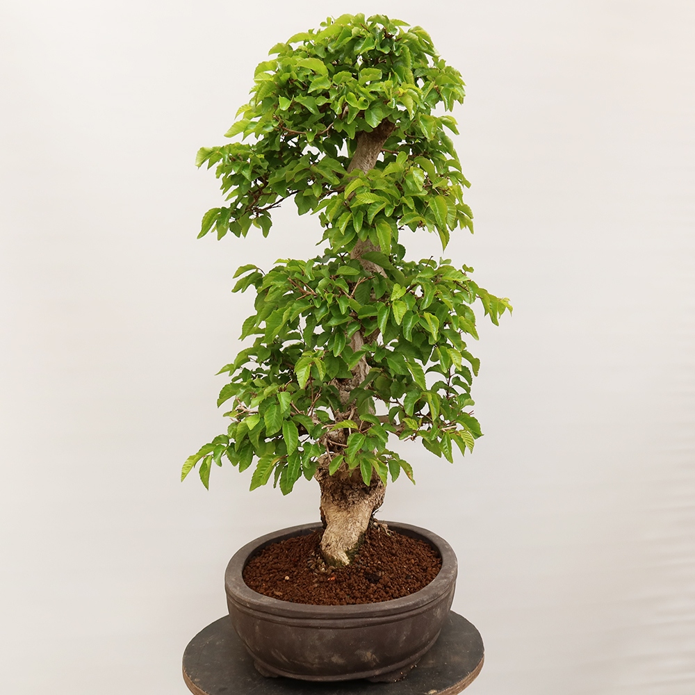 Bonsai voor buiten -Carpinus Coreana - Koreaanse haagbeuk